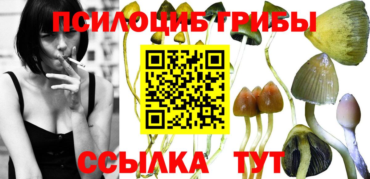Наро-Фоминск  Псилоцибиновые грибы Psilocybine cubensis  Вход с VPN 